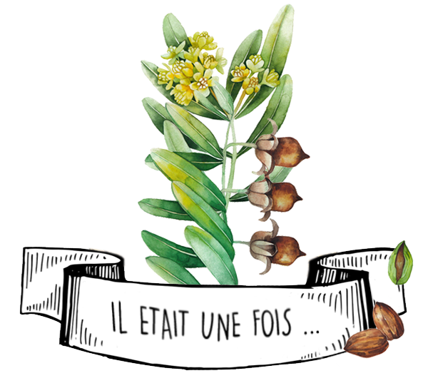 Huile Végétale de Jojoba - Olyaris